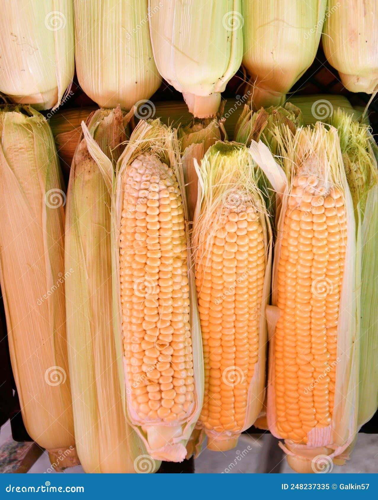 corn or maize lat. zea mays